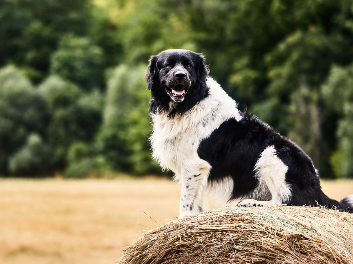 happy black and white long-haired dog sitting on a giant roll of hay outside