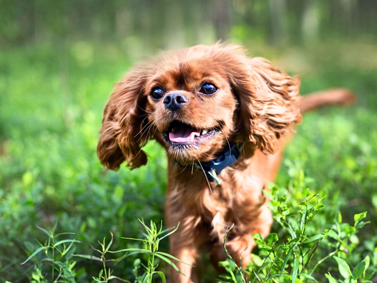 happy brown spaniel mix dog running through grass