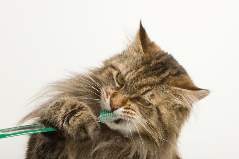 A cat is brushing its teeth with a green toothbrush