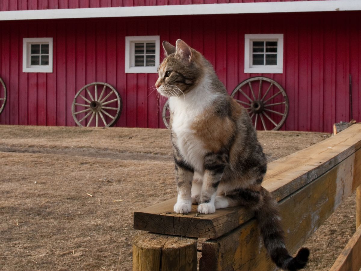 A cat sitting on a fence in front of a red barn