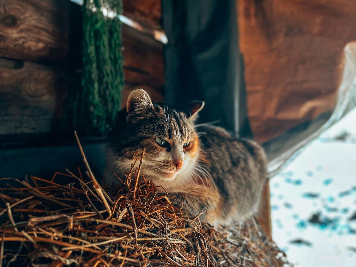 A cat sitting on top of hay in a barn A cat sitting on top of hay in a barn