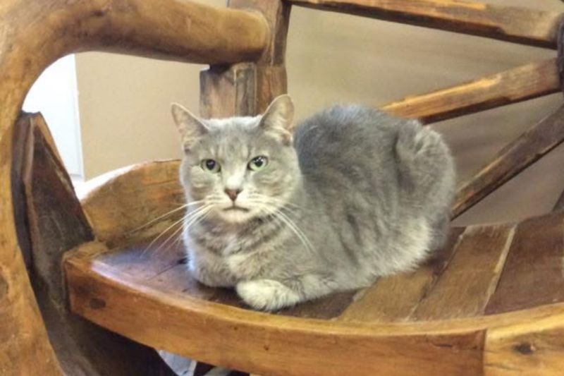 A gray cat sitting on top of a wooden chair A gray cat sitting on top of a wooden chair
