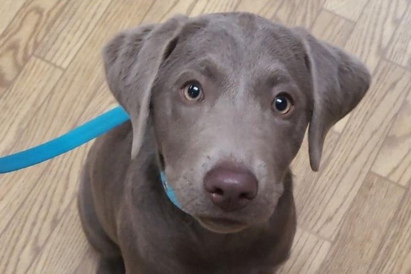 A gray puppy sitting on the floor with a blue leash A gray puppy sitting on the floor with a blue leash