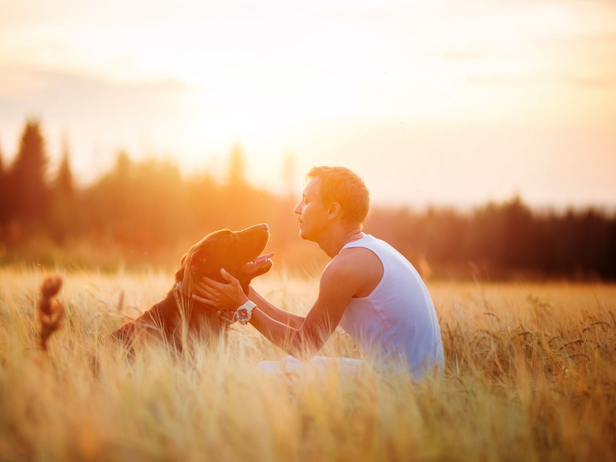 A person and their dog in a field at sunset