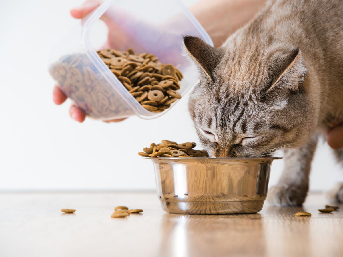 A person is feeding a cat food from a bowl
