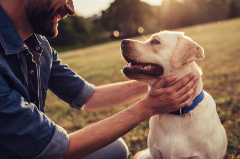 A person is petting their dog in a field