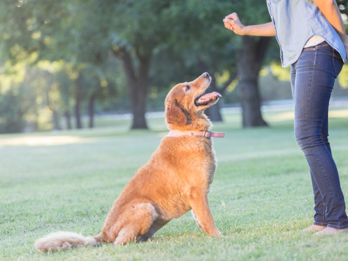 A person is playing with their dog in the park