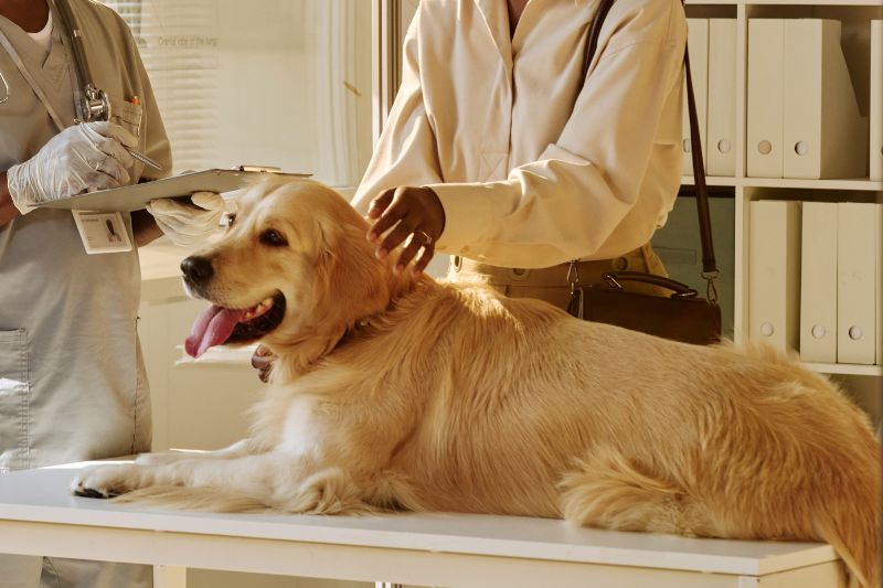 Two people are standing in front of a dog