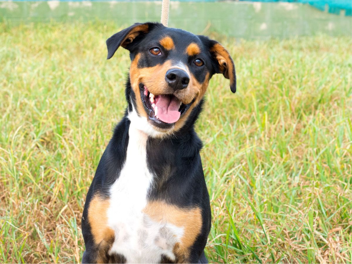 a black and tan dog sitting in the grass a black and tan dog sitting in the grass