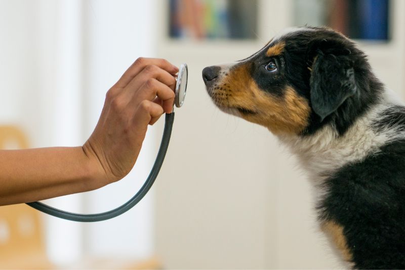 a dog being examined by a person with a stethoscope a dog being examined by a person with a stethoscope