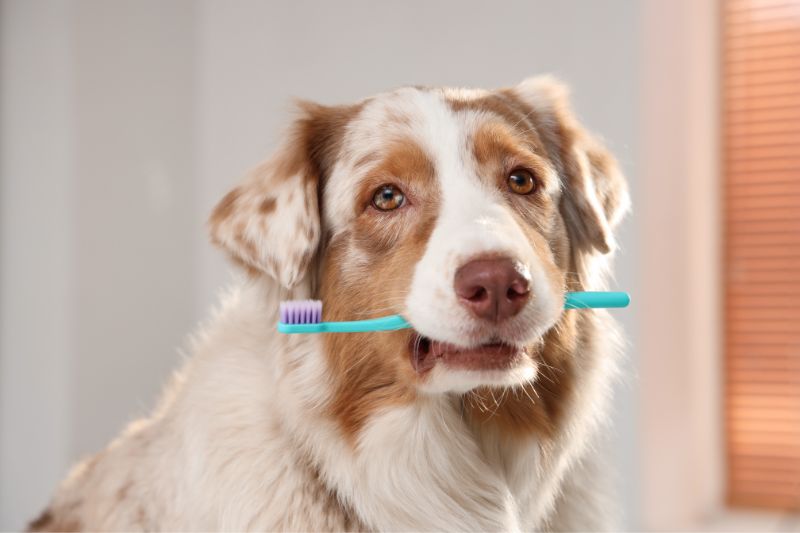 a dog is holding a toothbrush in its mouth