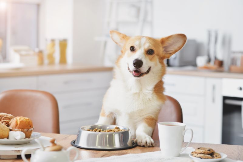 a dog sitting at a table with a bowl of food