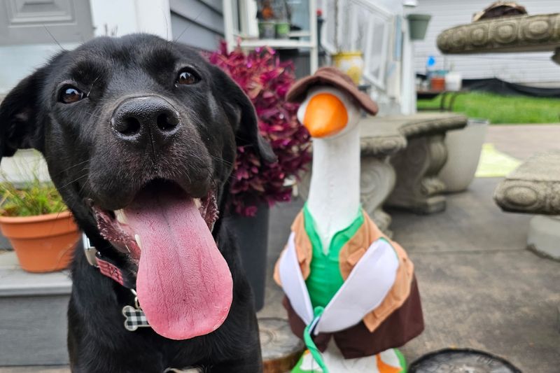 a dog with its tongue out next to a statue of a duck a dog with its tongue out next to a statue of a duck