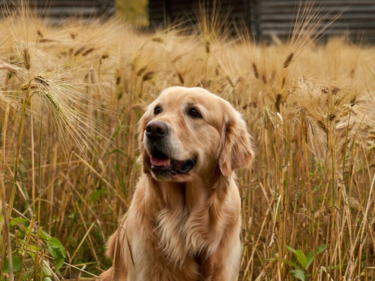 a golden retriever sitting in a field of tall grass a golden retriever sitting in a field of tall grass