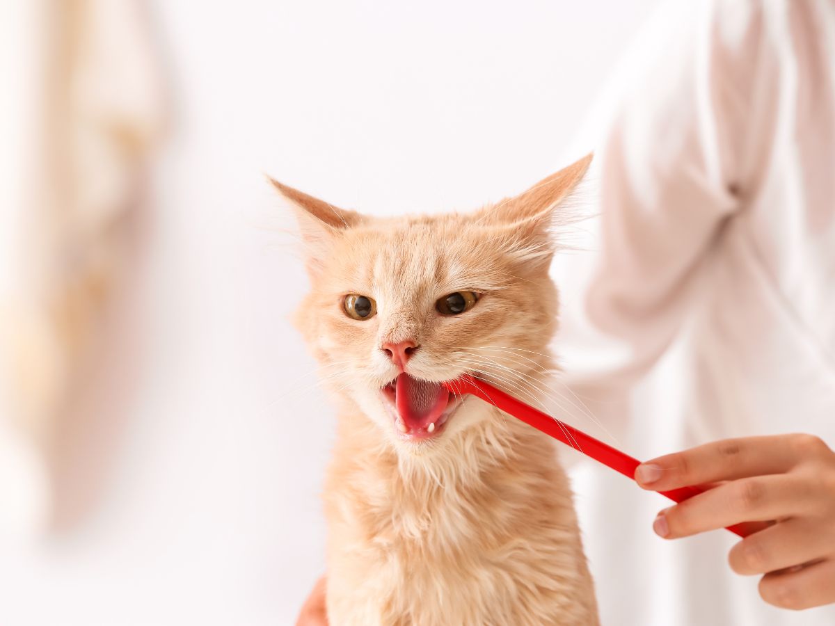 a person brushing a cat's teeth with a red toothbrush