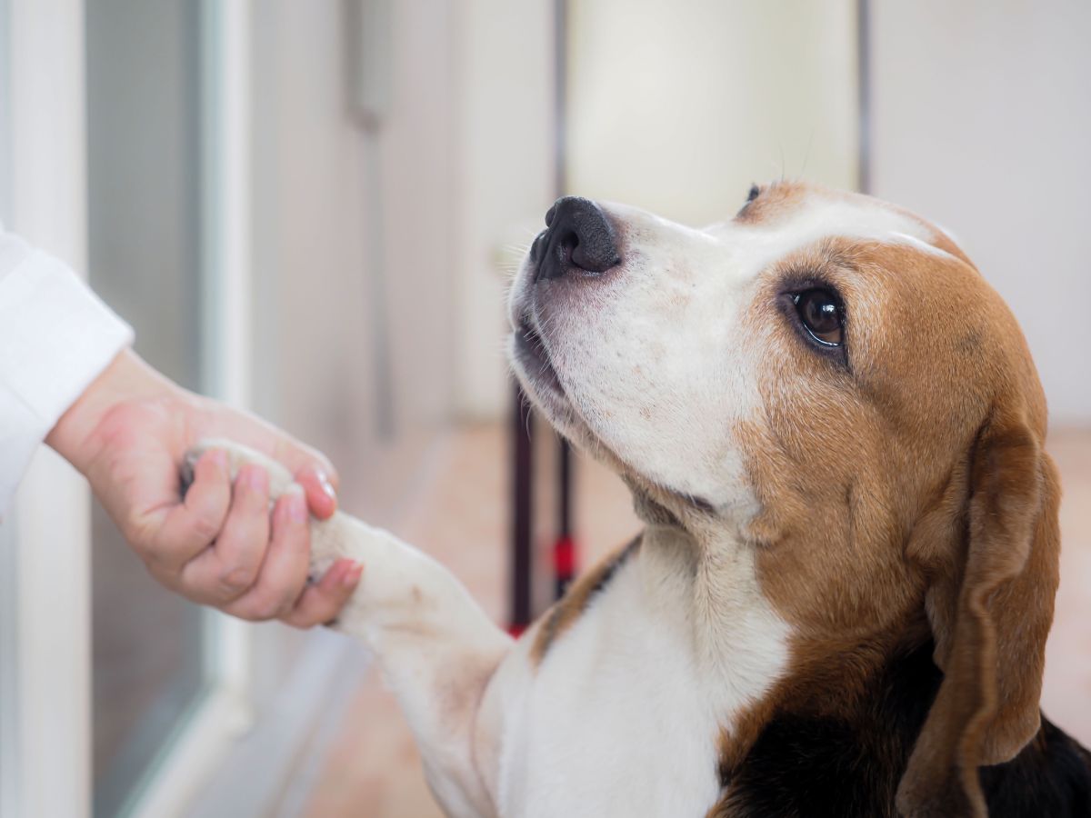 A beagle dog is being given a hand shake by a person