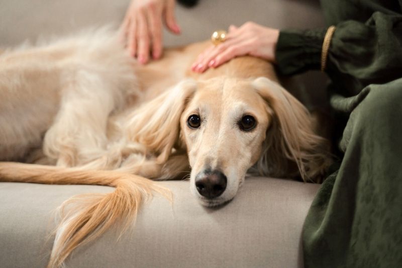 afghan-hound-dog-looking-concerned-on-sofa-with-owner-800x533-1 A person holding a small pill in front of a dog
