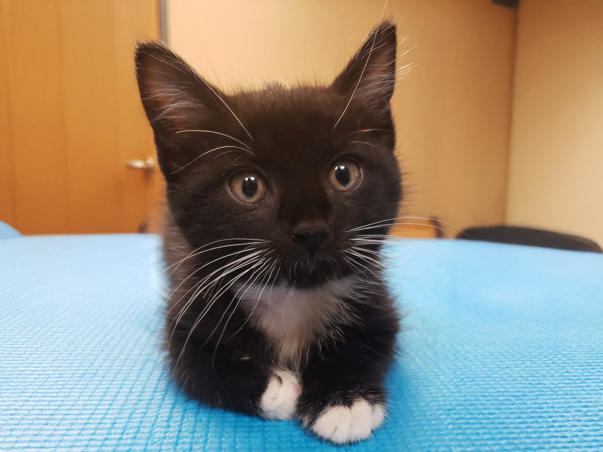 Black and white kitten on exam table at the vet