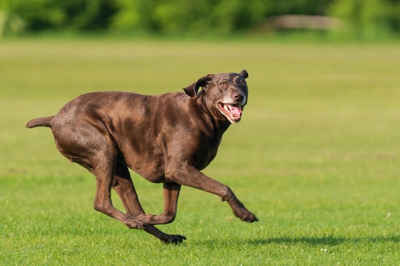 brown-energetic-dog-running-around-the-park-800x533-1 A cat wrapped in a towel sitting on a couch