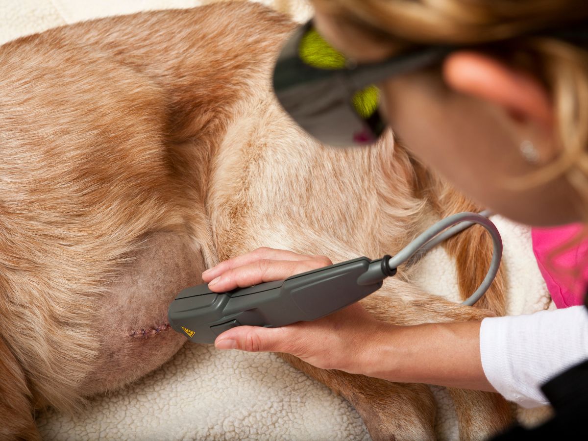a person is petting a dog in a vet office a person is petting a dog in a vet office