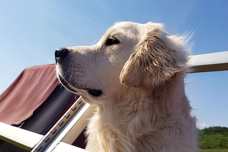 closeup of a golden retriever dog standing outside and looking to the left