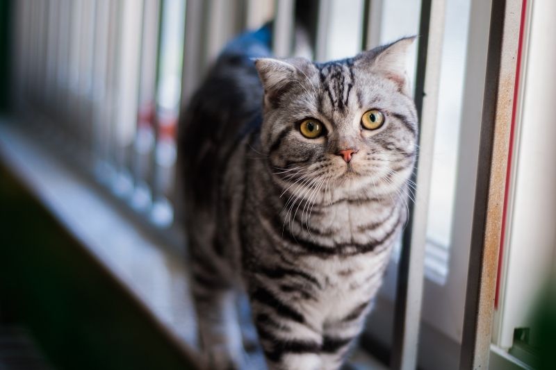 gray striped cat walking along a window at the vet