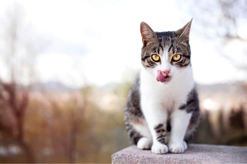 veterinarian examining a labrador retriever