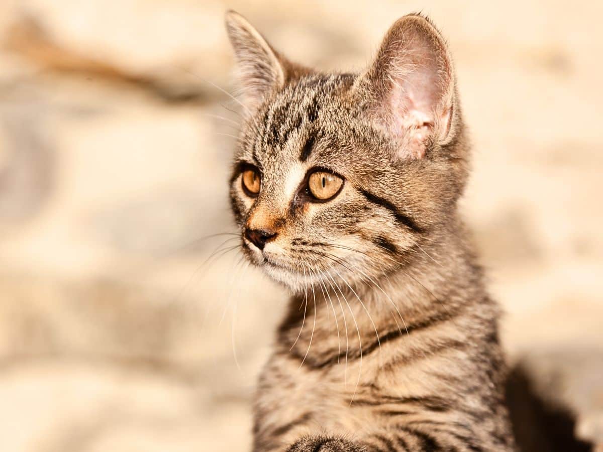 veterinarian with border collie dog