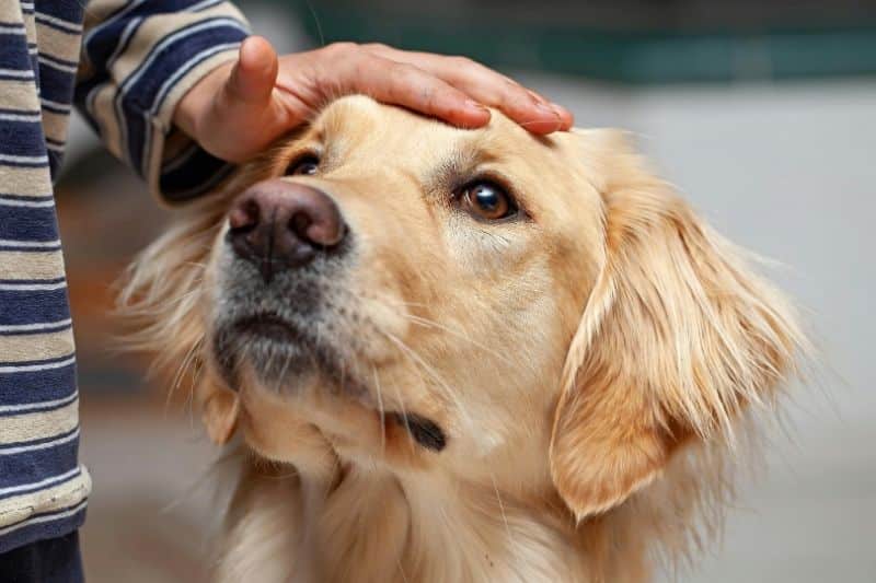 A person in blue scrubs is petting a golden retriever