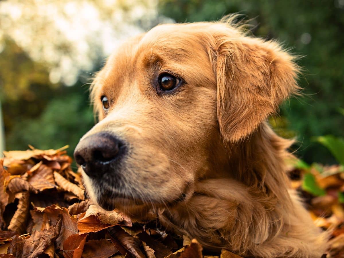 siberian husky being examined by a veterinarian