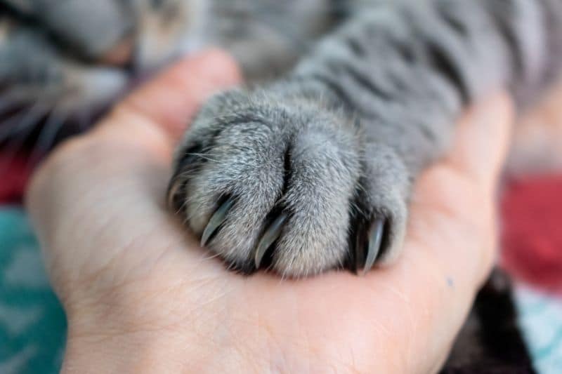 closeup of a person gently holding a gray cat paw