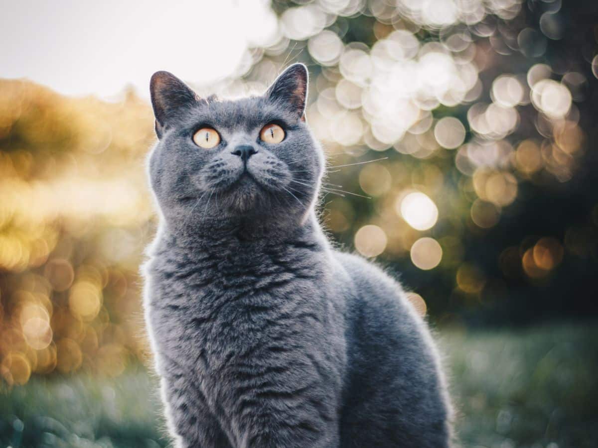 A vet examining a cat with a stethoscope
